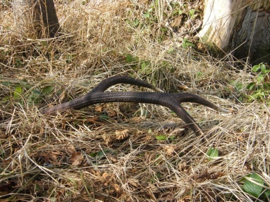 minuloročný, ale potešil