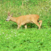 Nádhera
