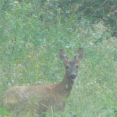 Rychlo ma odfot chcem sa najest