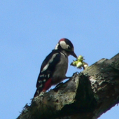 Doktor červena hlava