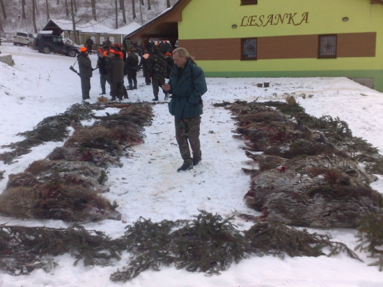Dnes Turá Lúka 27 diviakov a 1 liška Lovu Zdar
