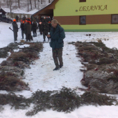 Dnes Turá Lúka 27 diviakov a 1 liška Lovu Zdar