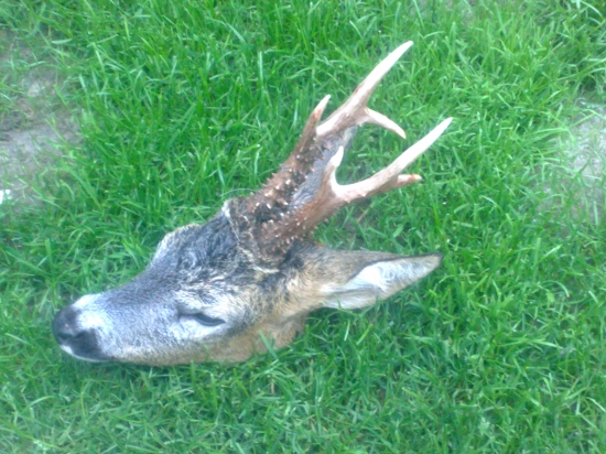 srnec zrazený autobusom