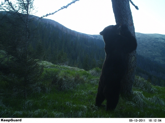 medveď pri značení