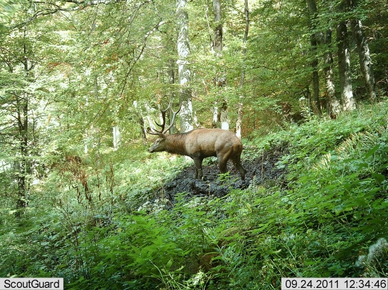 jeleň na kalužisku
