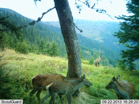 stretko pri medveďom strome