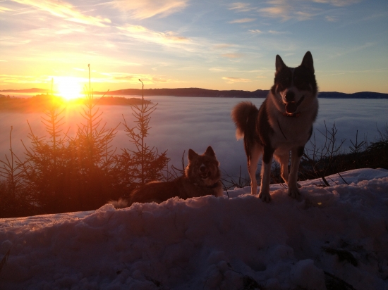 dneskajšia poľovačka