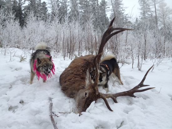 Dneskajší nádherný  úspech