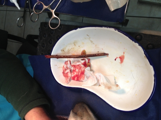 Toto mal pes  zapichnuté pod jazykom