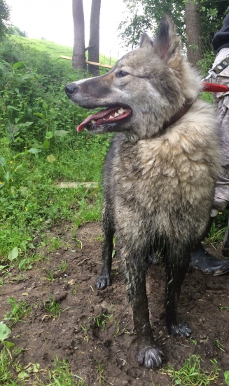 Po dneskajšej naháňačke v obore