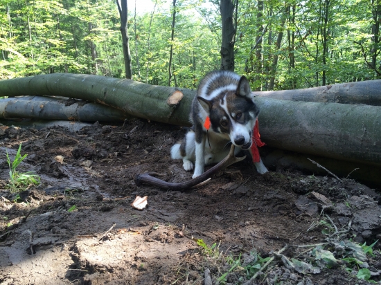 neviem kde ho našiel:)