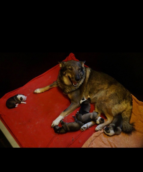 Naše prvé šteniatka ❤️