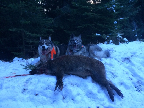 poľovanie bez zbrane