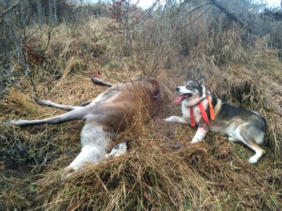 úspešná ranná poľovačka