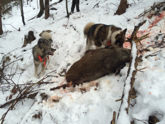 dnešná dalšia úspešná