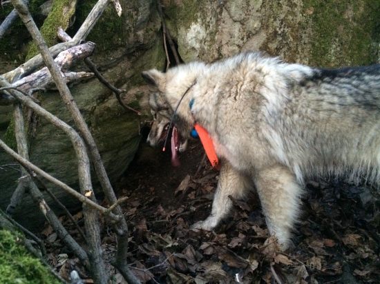 norovanie s lajkou:)