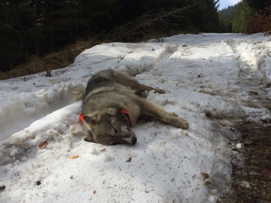 radost z posledneho snehu:))