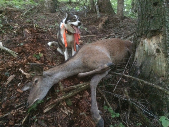 úspešná dohľadávka