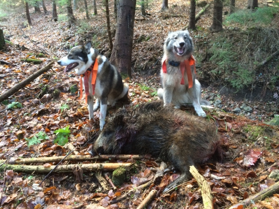 spoločný štefánsky úspech