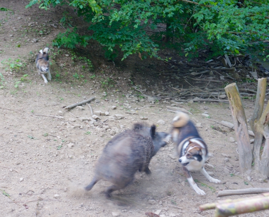 momentka,zaučanie mladého psíka