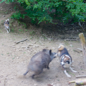 momentka,zaučanie mladého psíka