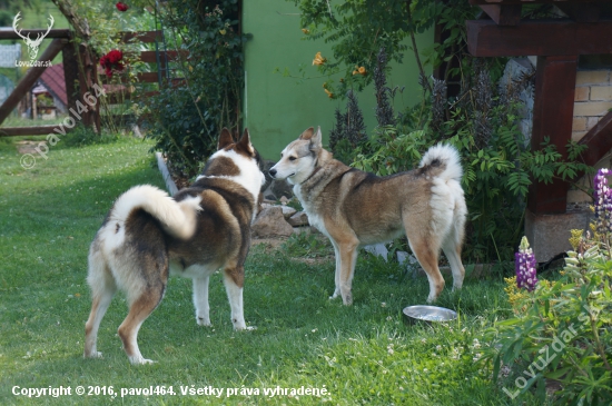 Pytačky 2016