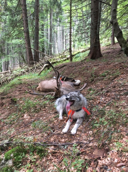 kratšia, ale úspešná