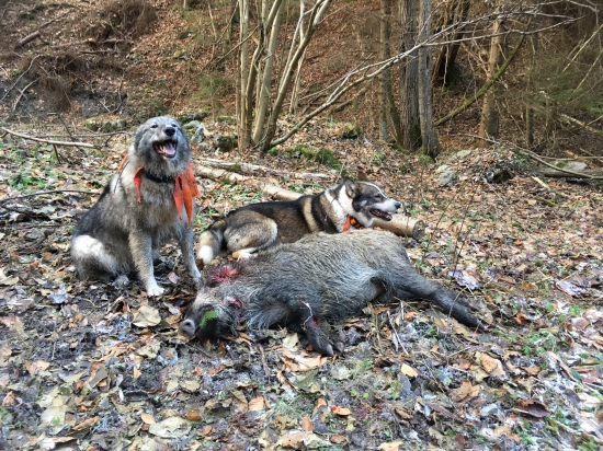 lajky zas nesklamali