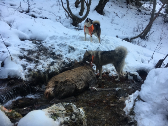 v akcii pri dohľadávke