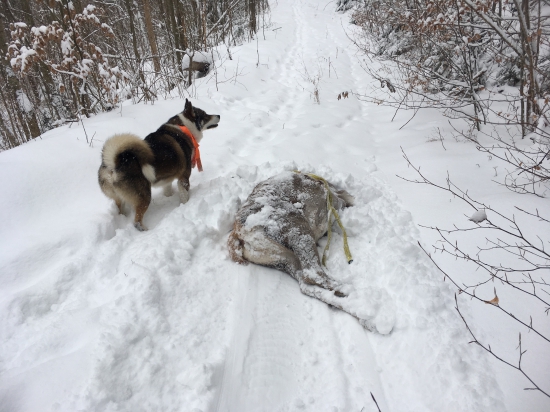 dnešná, iba taká krátšia