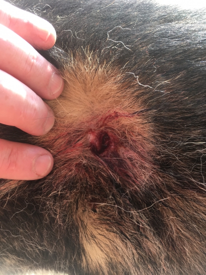 po dohľadávke jeleňa