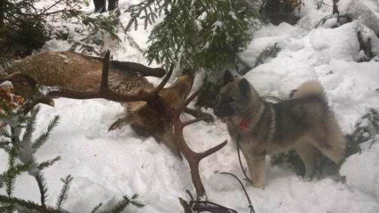 dohľadávka tesne pred vlkmi