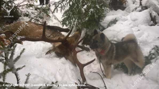 dohľadávka tesne pred vlkmi