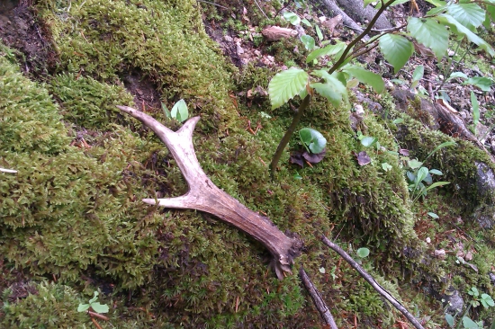 môj prvý Srnčí :)