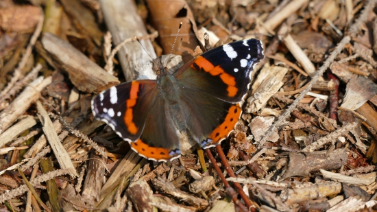 Babôčka admirálska (Vanessa atalanta)
