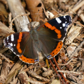 Babôčka admirálska (Vanessa atalanta)