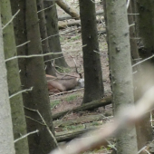 nieco dobre sa mu sníva :)