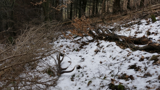 po stopach jelena :)