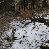 po stopach jelena :)