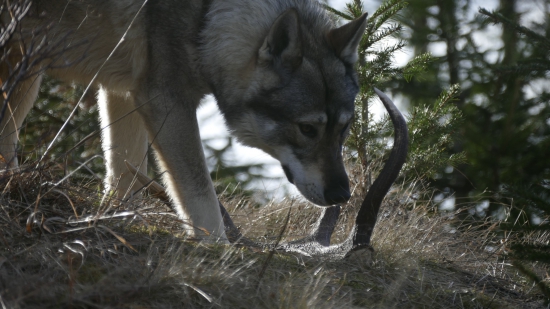 pojazdny detektor zhodov