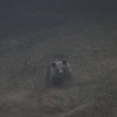 V šere Horských  smrečín