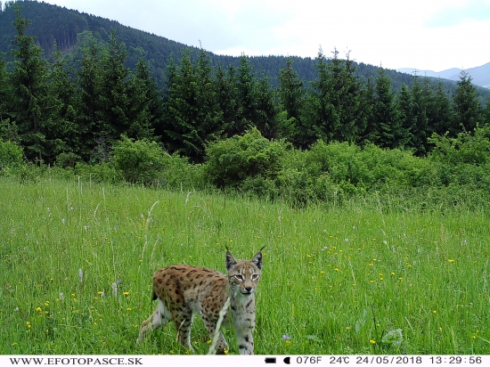 Rys Ostrovid /Lynx Lynx/