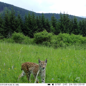 Rys Ostrovid /Lynx Lynx/