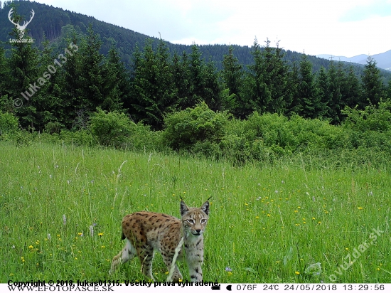 Rys Ostrovid /Lynx Lynx/