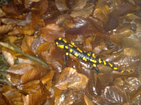 salamandra