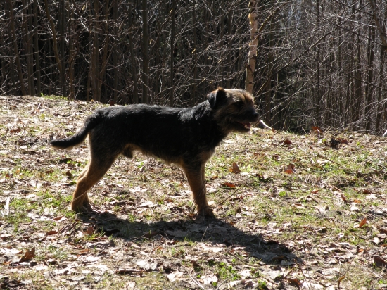 Cer od Chmelnice Bohemia