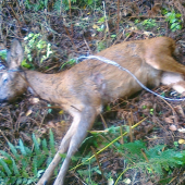 Sanitární odstřel