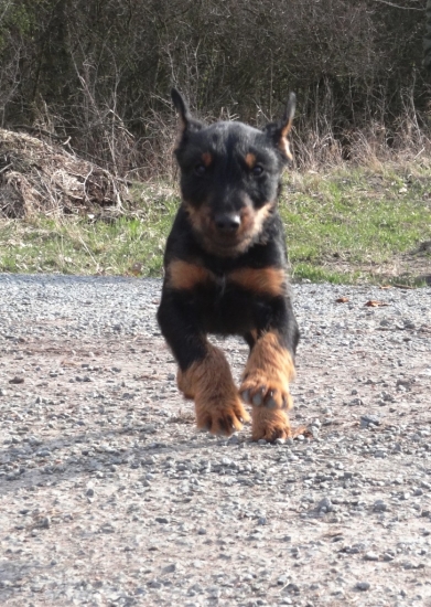 LASSIE z Papugovho dvora