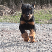 LASSIE z Papugovho dvora