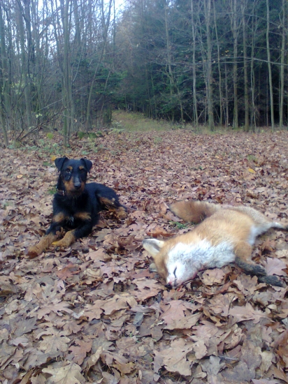 Lassie....sobotní norování